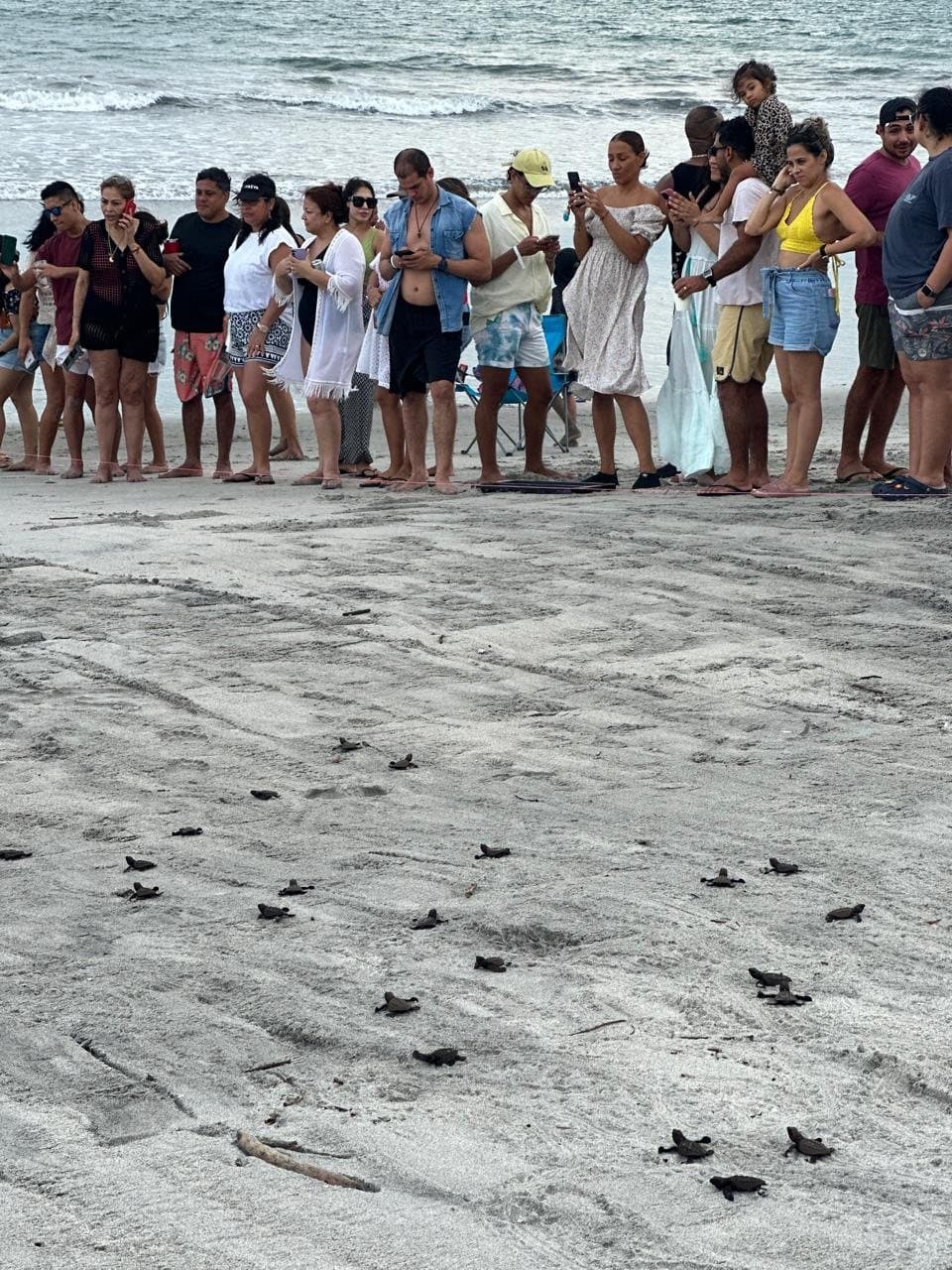 Tortuguitas recién nacidas rumbo al mar durante una liberación